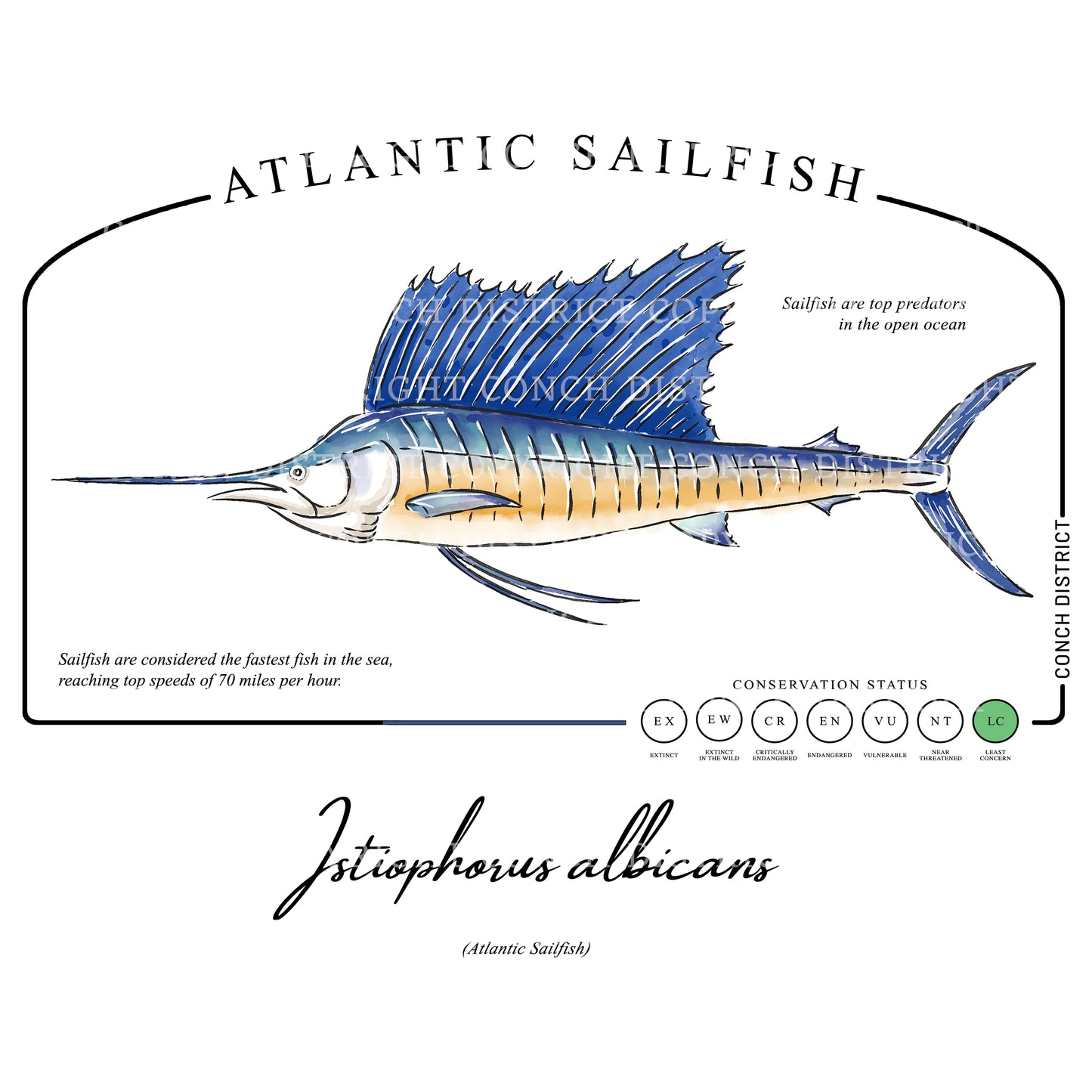 Atlantic Sailfish Conservation Status Shirt | Mens Recycled Solar Performance