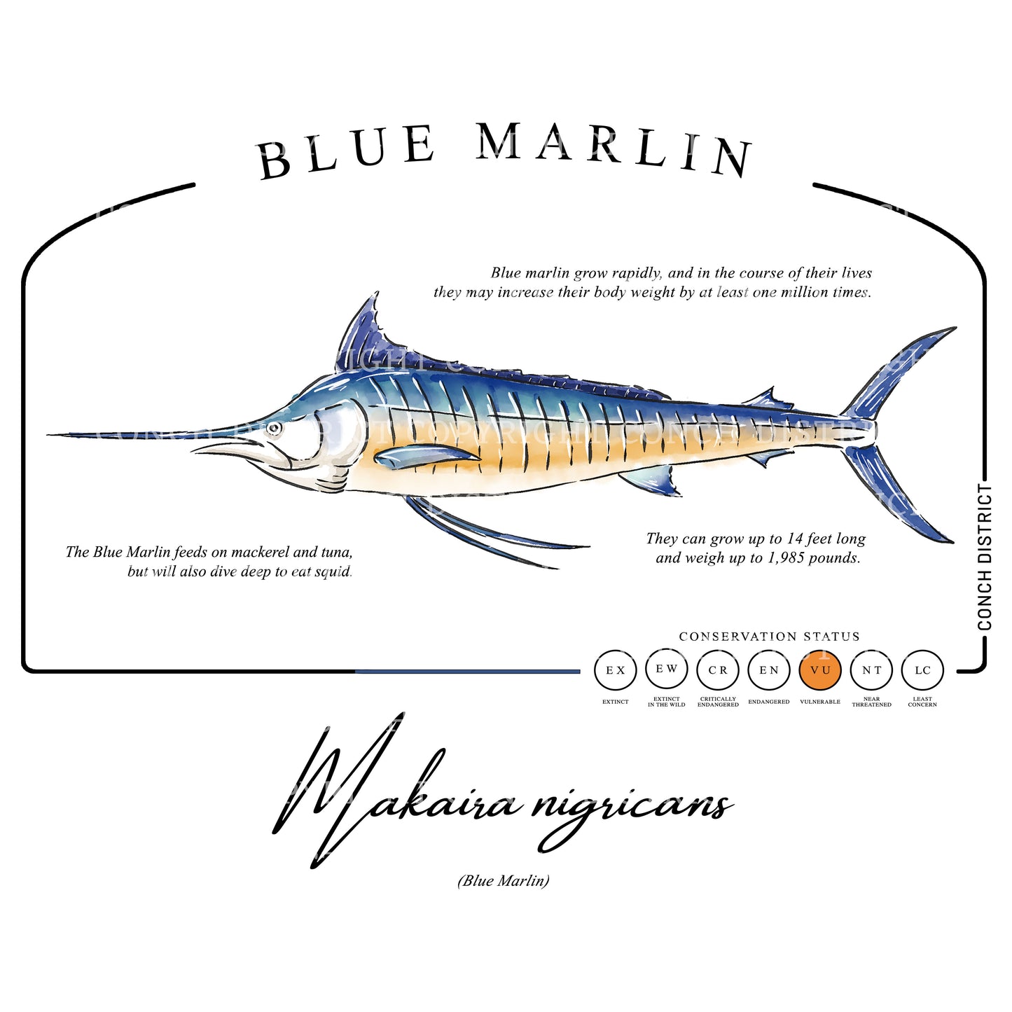 Blue Marlin Conservation Status Shirt | Mens Recycled Solar Performance