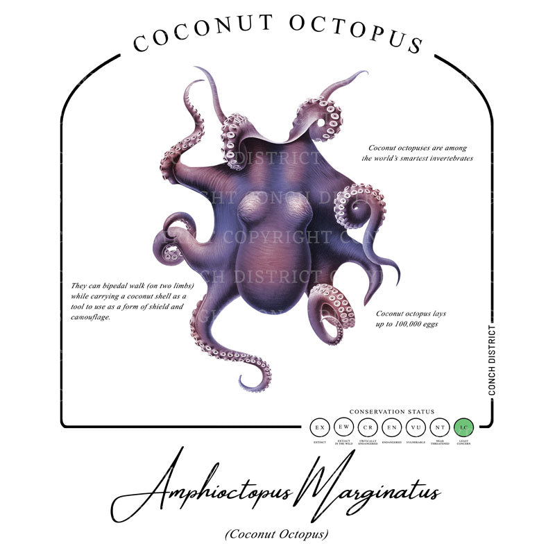 Coconut Octopus Conservation Status UPF 50+ Sun Protection Hoodie Youth