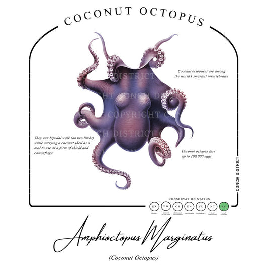 Coconut Octopus Conservation Status Hoodie | Womens Recycled Solar Performance