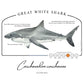 Great White Shark Conservation Status UPF 50+ Sun Protection Shirt Toddler & Youth