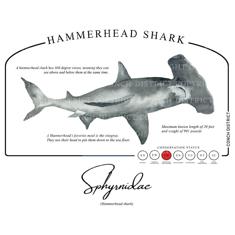 Hammerhead Shark Conservation Status Hoodie | Mens Recycled Solar Performance