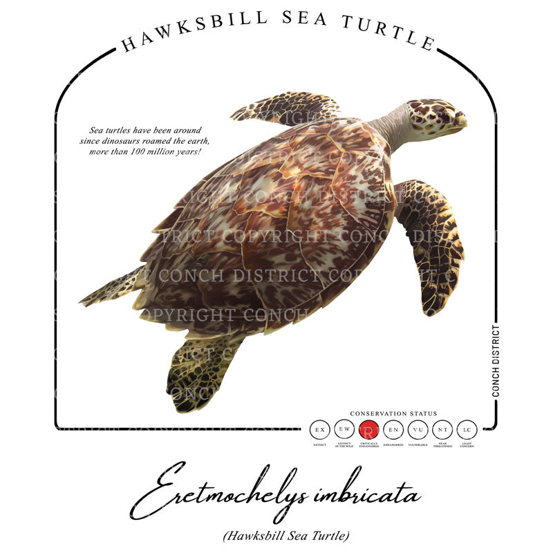 Hawksbill Sea Turtle Conservation Status Hoodie | Womens Recycled Solar Performance