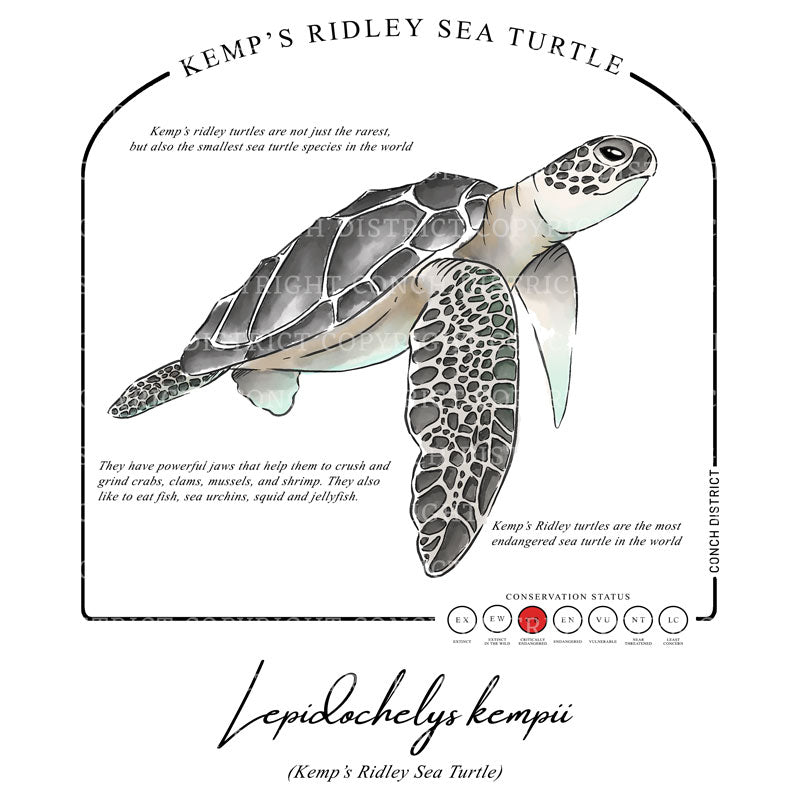 Kemps Ridley Sea Turtle Conservation Status Hoodie | Womens Recycled Solar Performance