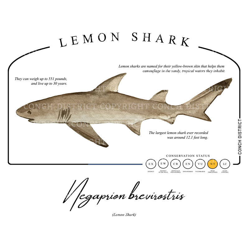 Lemon Shark Conservation Status Shirt | Womens Recycled Solar Performance
