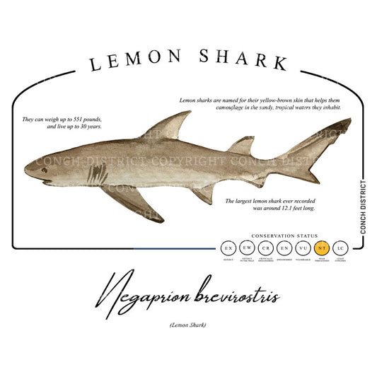 Lemon Shark Conservation Status Hoodie | Womens Recycled Solar Performance