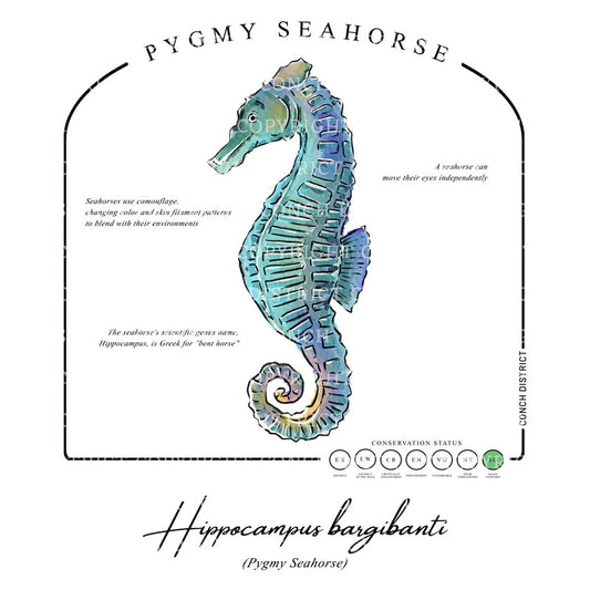 Pygmy Seahorse Conservation Status Hoodie | Womens Recycled Solar Performance